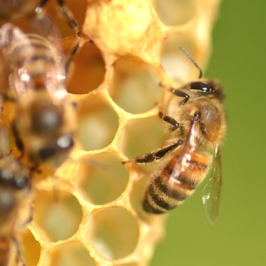 Arılarda bal peteğindeki arılara yakın çekim