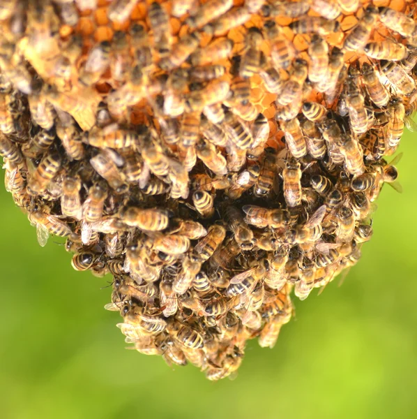 Enjambre de abejas en panal en colmenar —  Fotos de Stock