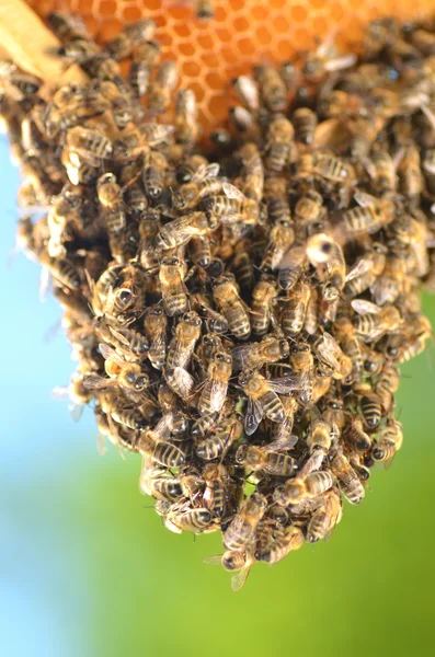 Enjambre de abejas en panal en colmenar — Foto de Stock