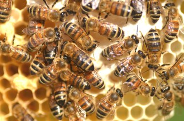 Arılar yaz aylarında arı kovanı petek üzerinde 