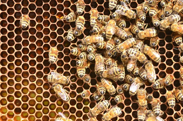 Пчелы на сотах на пасеке летом — стоковое фото