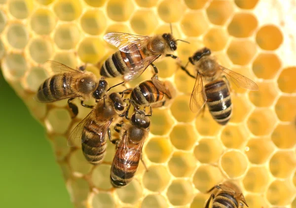 Abeilles en nid d'abeille dans le rucher en été — Photo