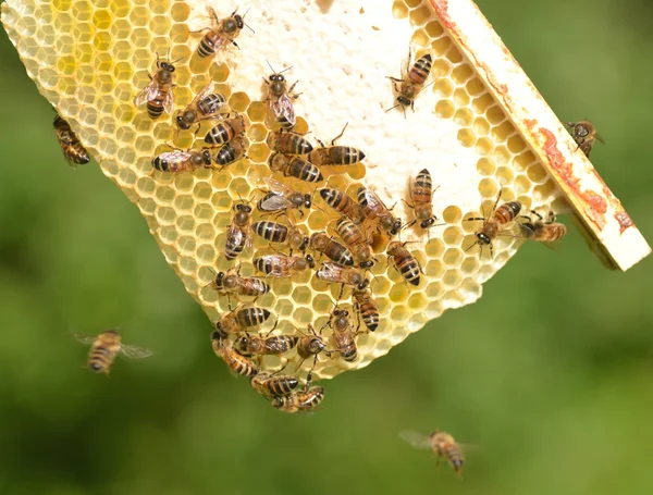 Pszczoły na plaster miodu w pasieki w okresie letnim — Zdjęcie stockowe