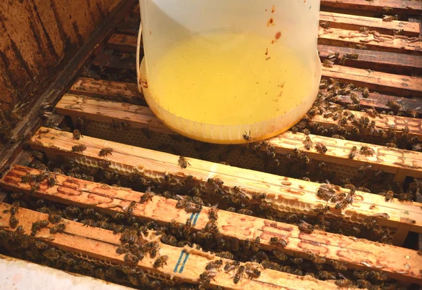 Dentro del recipiente de la colmena con jarabe dulce para alimentar a las abejas antes del invierno —  Fotos de Stock