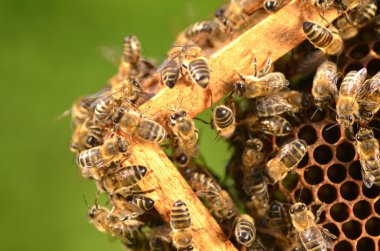 Arılarda bal peteğindeki arılara yakın çekim
