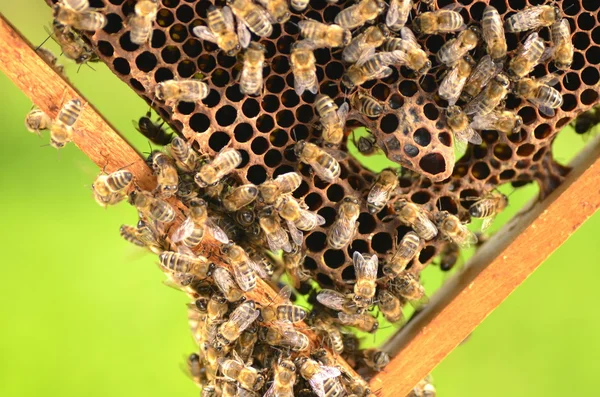 Primo piano di api su favo d'ape in apiario — Foto Stock
