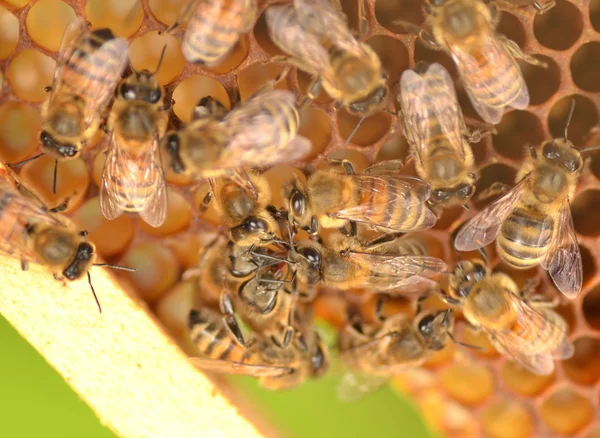 Nahaufnahme von Bienen auf Bienenwaben im Bienenhaus — Stockfoto