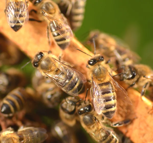 Primer plano de las abejas en panal en colmenar —  Fotos de Stock