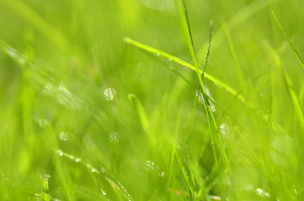 Closeup of dewed grass with bokeh — Stock Photo, Image