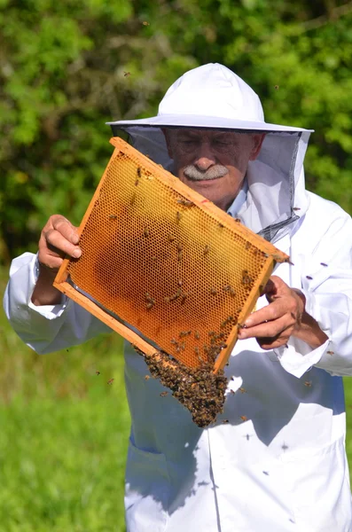 Apiarist sênior que faz a inspeção no apiary no verão — Fotografia de Stock