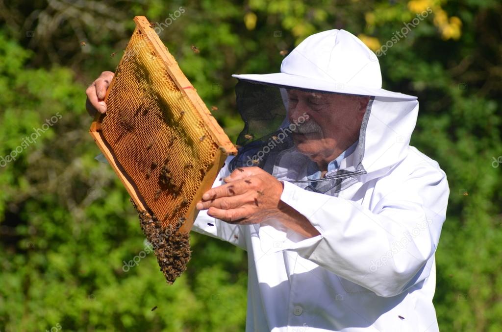 senior apiarist making inspection in apiary in the summertime