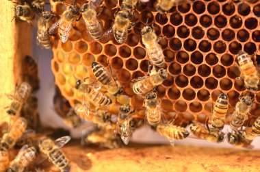 Arı kovanında bal peteği üzerinde çalışkan arılar