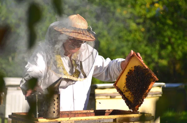 Doświadczony pszczelarz starszy Dokonywanie kontroli w pasieki po sezonie letnim — Zdjęcie stockowe