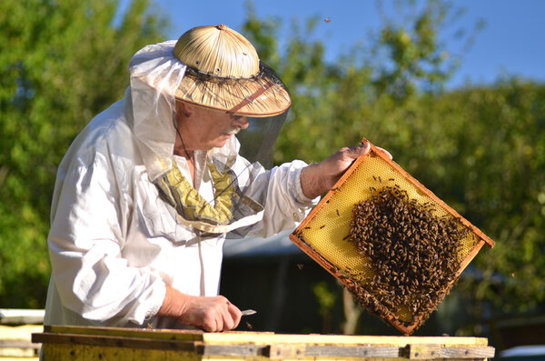 Experienced senior beekeeper making inspection in apiary after summer season