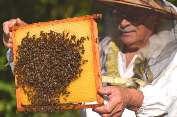 Erfahrener Senior-Imker inspiziert Bienenhaus nach der Sommersaison — Stockfoto