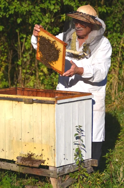 Apicultor sênior experiente fazendo inspeção no apiário após a temporada de verão — Fotografia de Stock