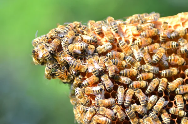 Hardworking bees on honeycomb in apiary — Stock Photo, Image