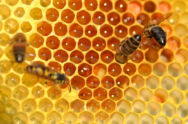 Abejas trabajadoras en panal en colmenar —  Fotos de Stock