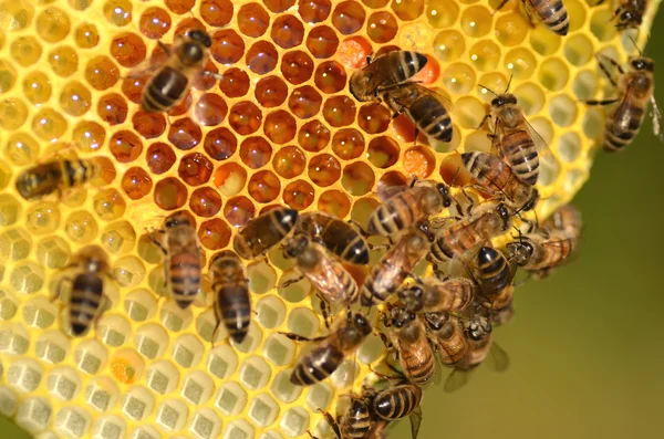 Abejas trabajadoras en panal en colmenar —  Fotos de Stock