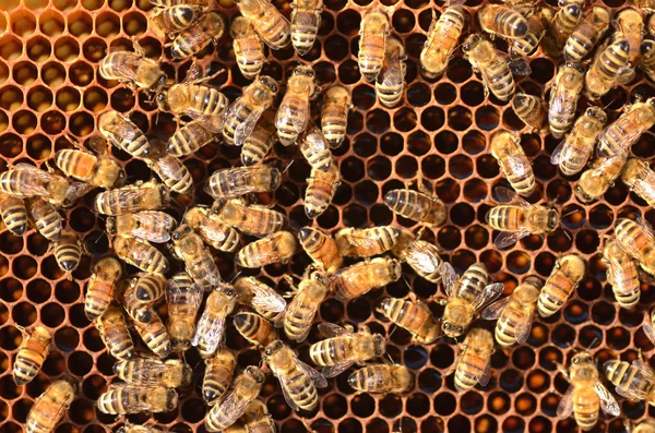 Abejas trabajadoras en panal en colmenar —  Fotos de Stock