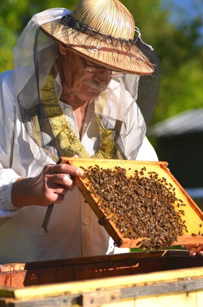 夏のシーズン後に養蜂場で検査を行う経験豊富なシニア養蜂家 ストック画像