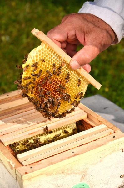Las abejas sobre el panal pequeño de boda, sostenido por el apiarista — Foto de Stock