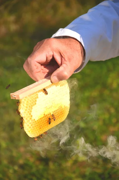 Las abejas sobre el panal pequeño de boda, sostenido por el apiarista —  Fotos de Stock