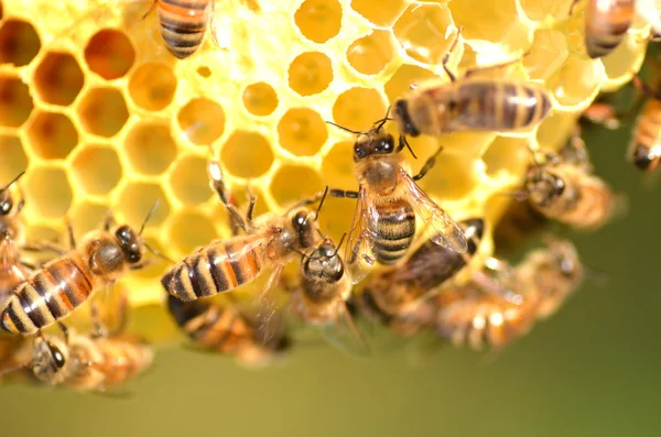 Abejas trabajadoras en panal en colmenar — Foto de Stock