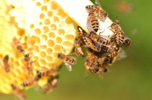 Трудолюбивые пчелы на сотах на пасеке — стоковое фото