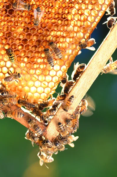 Abejas trabajadoras en panal en colmenar — Foto de Stock