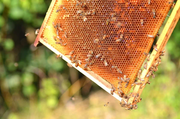 Pracowite pszczoły na plastrze miodu w pasiece — Zdjęcie stockowe