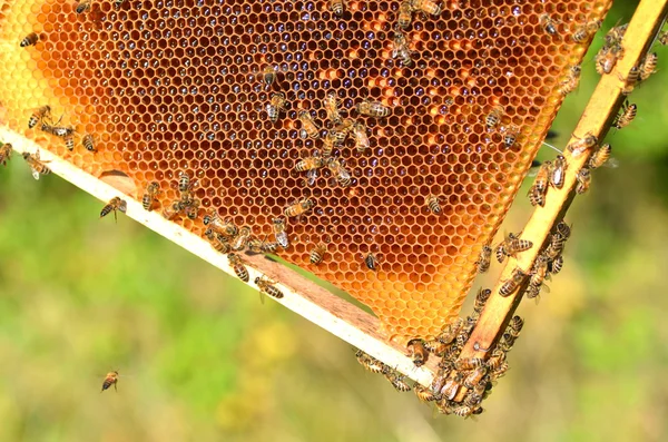 Abejas trabajadoras en panal en colmenar — Foto de Stock