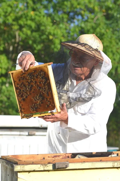 Erfahrener Senior-Imker inspiziert Bienenhaus nach der Sommersaison — Stockfoto