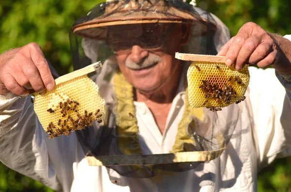 Experienced senior apiarist holding honeycombs from small wedding beehive in apiary — Stock Photo, Image