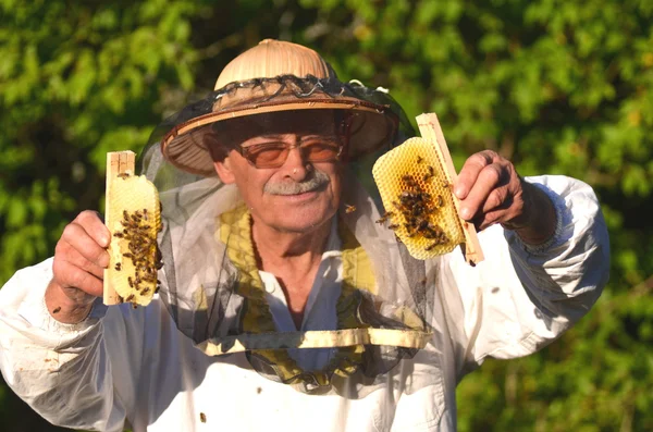 Experienced senior apiarist holding honeycombs from small wedding beehive in apiary — Stock Photo, Image