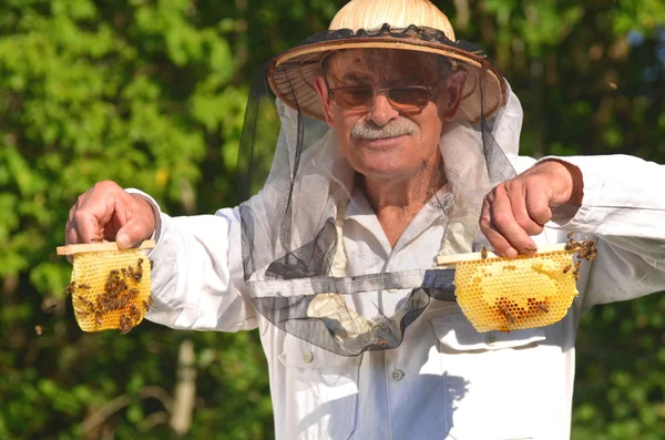 Erfahrener Senior-Imker hält Bienenwaben aus kleinen Hochzeits-Bienenstöcken im Bienenhaus — Stockfoto