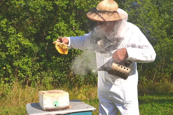 Erfahrener Senior-Imker hält Bienenwaben aus kleinen Hochzeitsbienenstöcken im Bienenhaus — Stockfoto