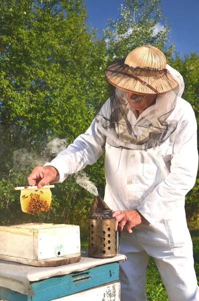 Erfahrener Senior-Imker hält Bienenwaben aus kleinen Hochzeitsbienenstöcken im Bienenhaus — Stockfoto