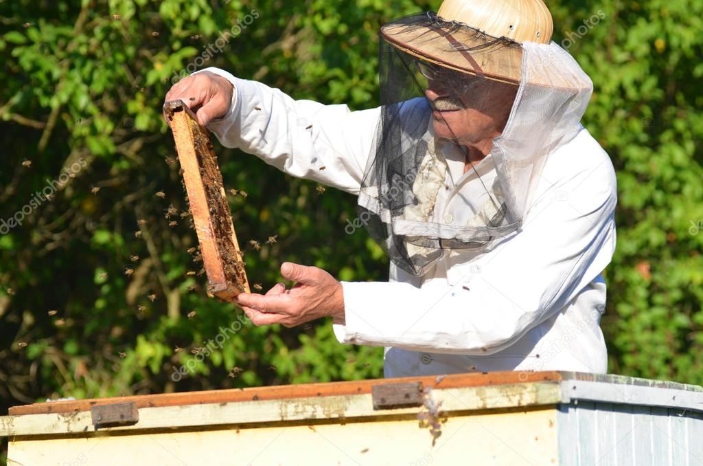 Experienced senior beekeeper making inspection in apiary after summer season