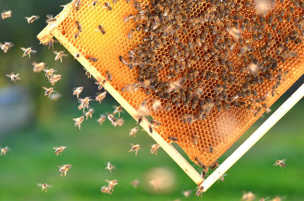 Hardworking bees on honeycomb in apiary