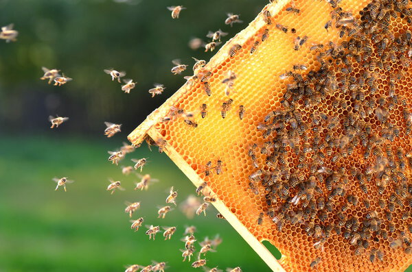Hardworking bees on honeycomb in apiary
