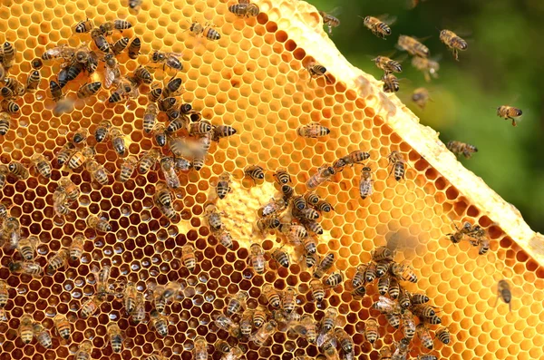 Hardwerkende bijen op honingraat in bijenstal — Stockfoto