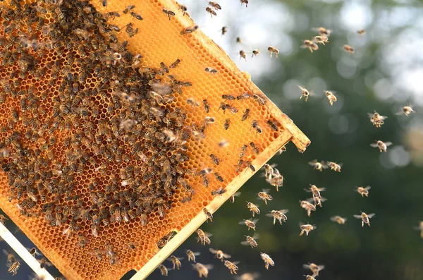 Abejas trabajadoras en panal en colmenar —  Fotos de Stock