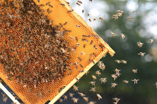 Hardworking bees on honeycomb in apiary