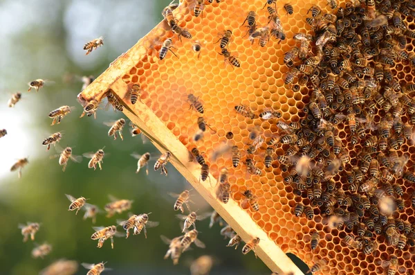 Fleißige Bienen auf der Bienenwabe im Bienenhaus — Stockfoto