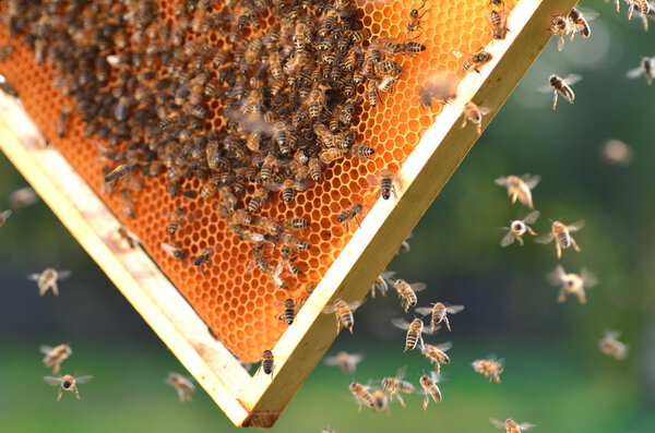 Hardworking bees on honeycomb in apiary