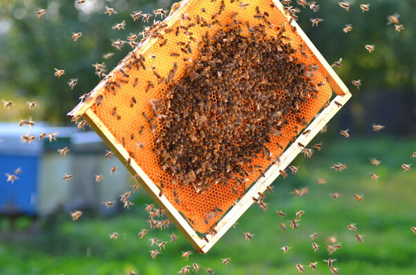 Hardworking bees on honeycomb in apiary