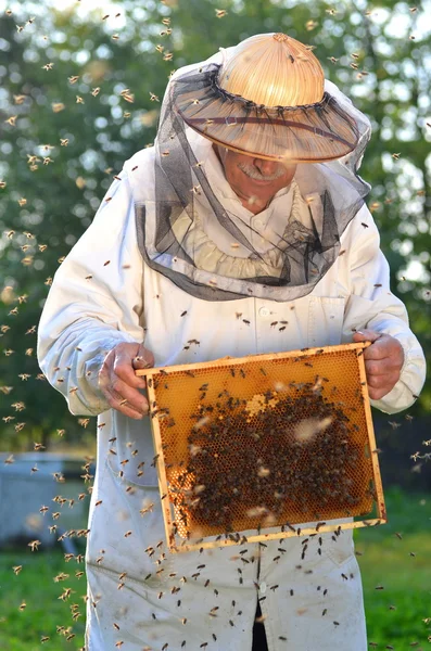 Starszy pszczelarzy i rój pszczół w pasieki — Zdjęcie stockowe