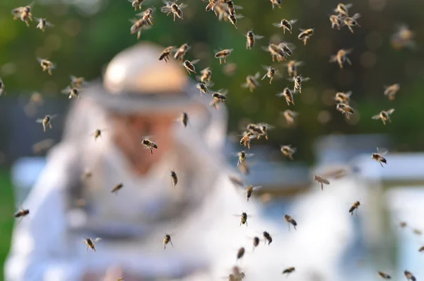 Senior apiarist en zwerm bijen in de bijenteelt Stockfoto