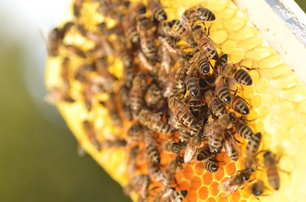 Hardworking bees on honeycomb in apiary — Stock Photo, Image